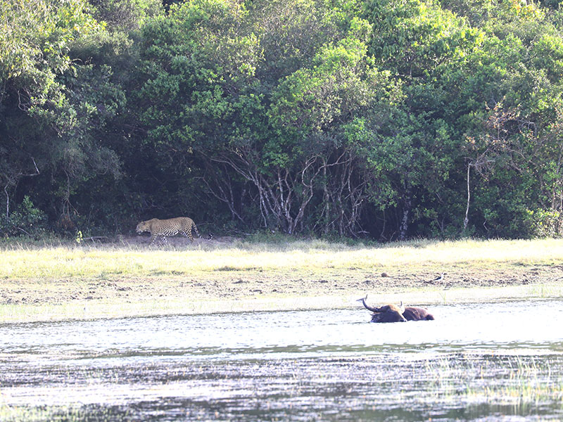 Leopard Photography Tour in Wilpattu